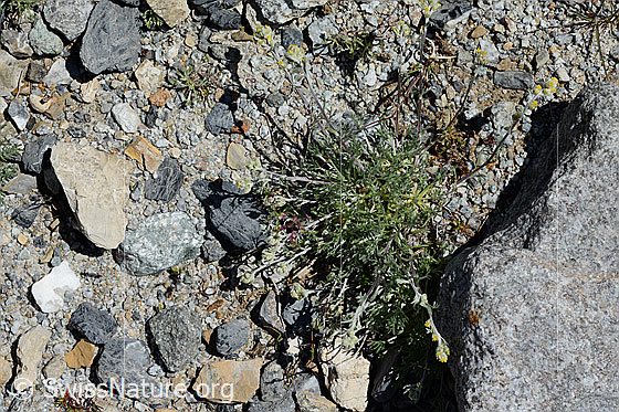 Photo: Artemisia umbelliformis. Whole plant.