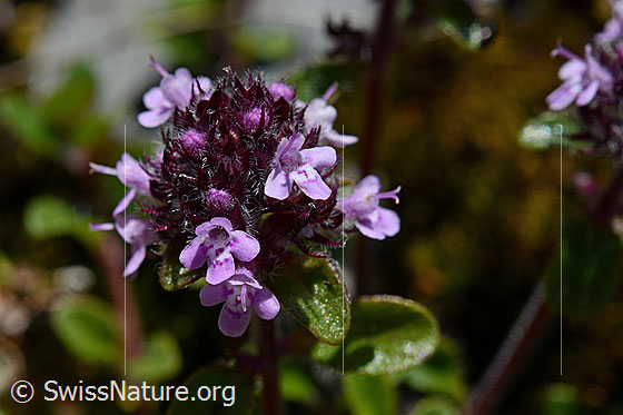 Vielhaariger Thymian (Thymus polytrichus)