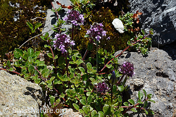 Foto: Vielhaariger Thymian (Thymus polytrichus). Ganze Pflanze.