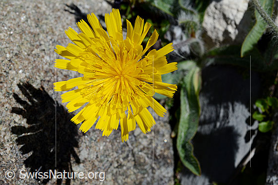 Hieracium piliferum