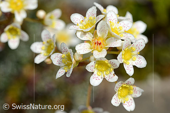 Trauben-Steinbrech (Saxifraga paniculata)