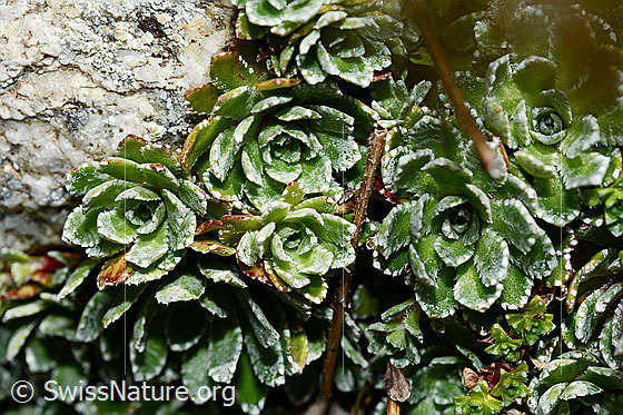 Photo: Saxifraga paniculata. Leaf rosetten.