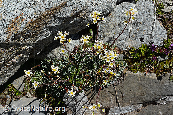 Foto: Trauben-Steinbrech (Saxifraga paniculata). Ganze Pflanze.
