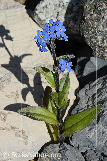 Foto: Alpen-Vergissmeinnicht (Myosotis alpestris). Ganze Pflanze.