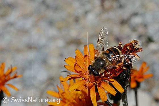 Photo: Eristalis tenax on Crepis aurea. Female. View from diagonally above.