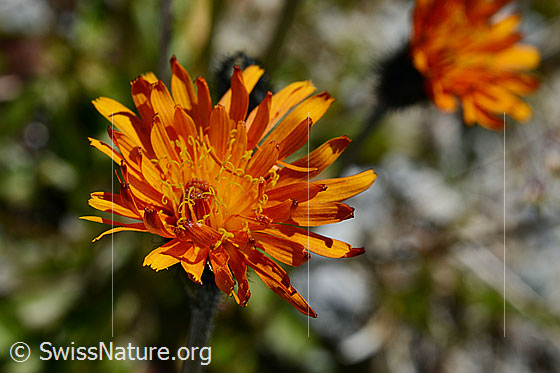 Gold-Pippau (Crepis aurea)