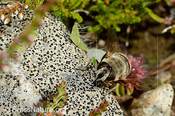 Photo: Eristalis tenax. Female. View from the front.