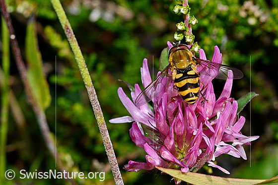 Grosse Schwebfliege (Syrphus ribesii) auf Rot-Klee (Trifolium pratense)