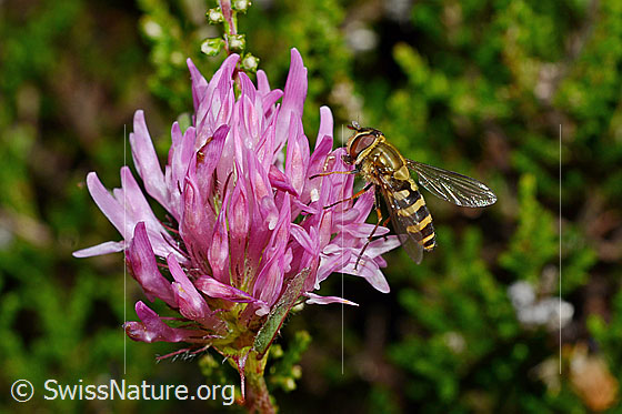 Foto: Grosse Schwebfliege (Syrphus ribesii) auf Rot-Klee (Trifolium pratense). Ansicht von der Seite. Länge 9 - 13mm.