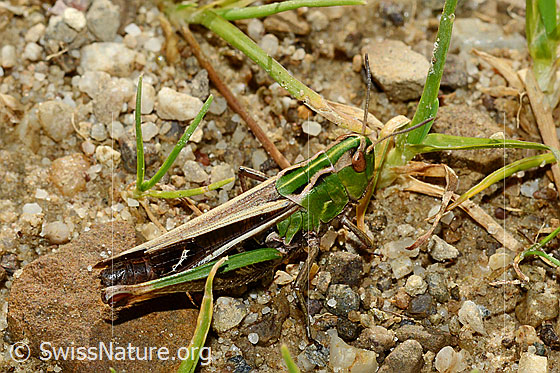 Heidegrashüpfer (Stenobothrus lineatus)