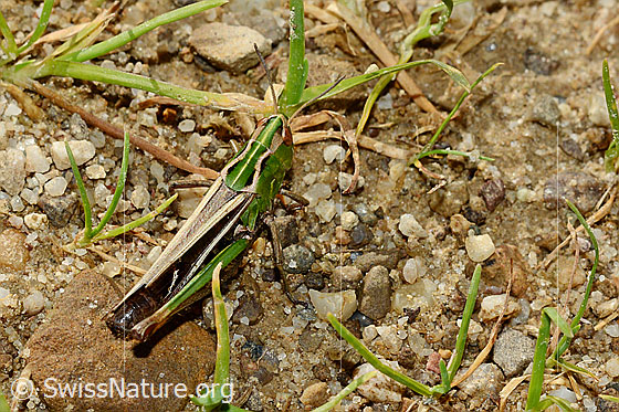 Foto: Heidegrashüpfer (Stenobothrus lineatus), Weibchen, Länge 21-27mm. Ansicht von oben.