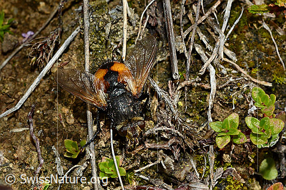 Foto: Tachina magnicornis (Raupenfliege). Ansicht von Schräg oben.
Körperlänge: 12-15mm
