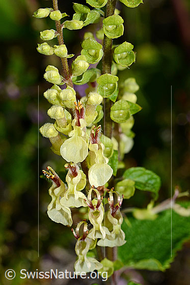 Foto: Salbeiblättriger Gamander (Teucrium scorodonia). Blütenstand. Wird auch Salbei-Gamander genannt.