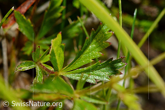 Photo: Potentilla erecta. Leaves.