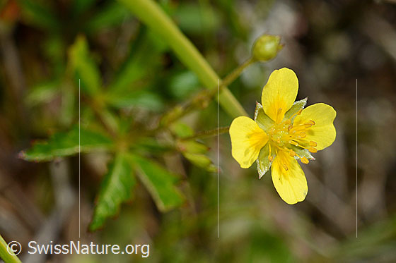 Photo: Potentilla erecta. Blossom and stem.