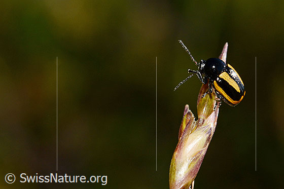 Foto: Gebänderter Fallkäfer (Cryptocephalus vittatus)