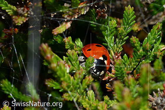 Foto: Siebenpunkt-Marienkäfer (Coccinella septempunctata) an Besenheide (Calluna vulgaris). Länge 5.2 - 8mm.