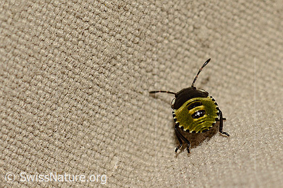 Photo: Bug (Eurydema oleracea) on textil, larva, body length 3mm.