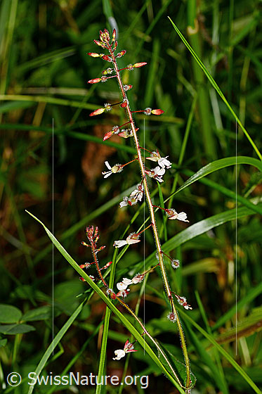 Grosses Hexenkraut (Circaea lutetiana)