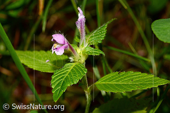 Foto: Wahrscheinlich Ausgerandeter Hohlzahn (Galeopsis bifida). Blüte und Blätter.