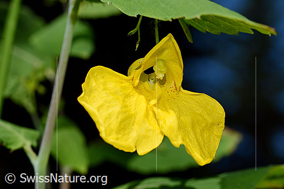 Foto: Wald-Springkraut (Impatiens noli-tangere), Alias: Grosses Springkraut, Echtes Springkraut. Blüte.
