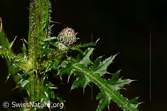 Photo: Cirsium palustre. Stem, flower button and leaves.