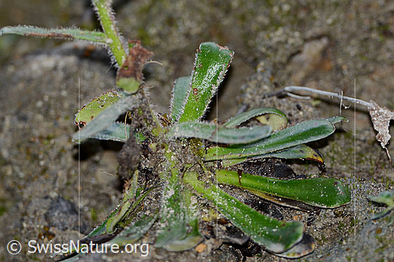 Foto: Safrangelber Steinbrech (Saxifraga mutata). Blatt-Rosette.