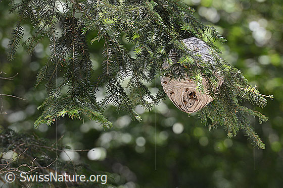 Photo: Probably wasp nest of Dolichovespula media.