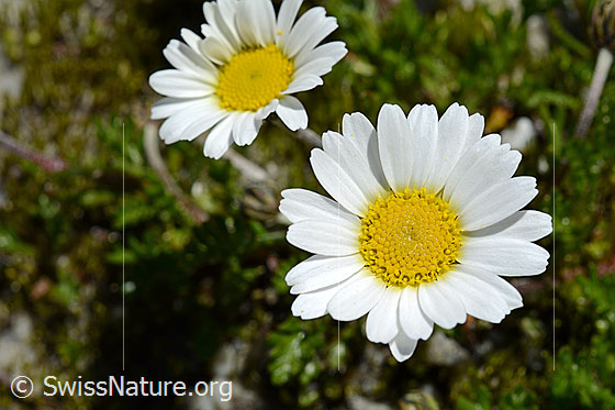 Foto: Gewöhnliche Alpenmargerite (Leucanthemopsis alpina). Blüten.