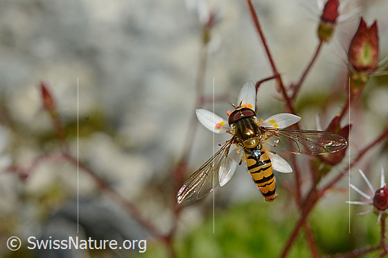 Foto: Hainschwebfliege (Episyrphus balteatus) auf Sternblütigem Steinbrech (Saxifraga stellaris). Ansicht von oben.