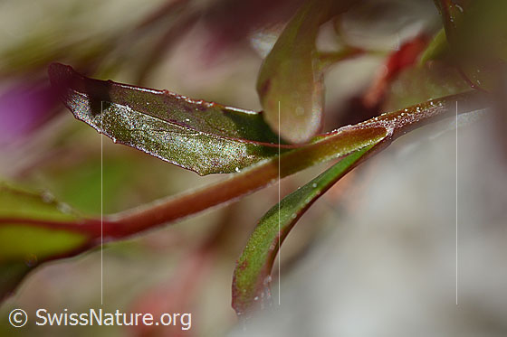 Foto: Alpen-Weidenröschen (Epilobium anagallidifolium). Stängel und Blätter.