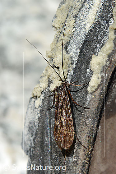 Köcherfliege (Trichoptera)
