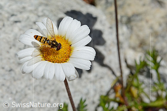 Foto: Hainschwebfliege (Episyrphus balteatus) auf Blüte einer Gewöhnlichen Alpenmargerite (Leucanthemopsis alpina). Ansicht von schräg oben. Flügel seitlich ausgeklappt.