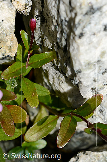 Foto: Alpen-Weidenröschen (Epilobium anagallidifolium). Ganze Pflanze. Blüte noch nicht geöffnet.