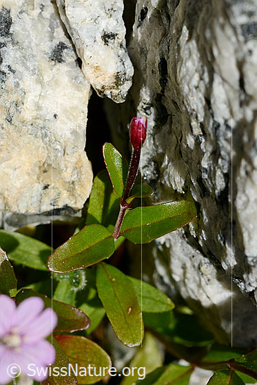 Foto: Alpen-Weidenröschen (Epilobium anagallidifolium). Ganze Pflanze. Blüte noch nicht geöffnet.