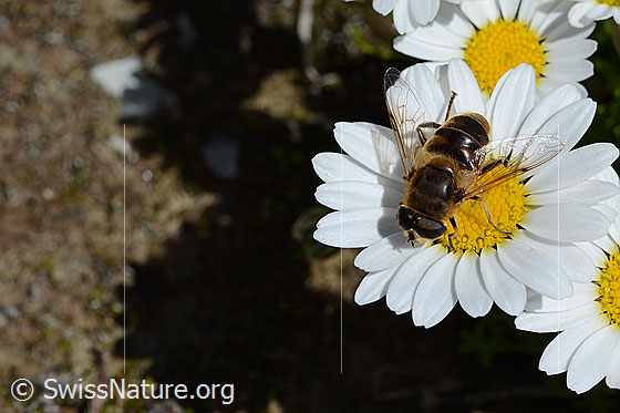 Foto: Mistbiene (Eristalis tenax) auf Blüte der Gewöhnlichen Alpenmargerite (Leucanthemopsis alpina). Männchen. Ansicht von oben.