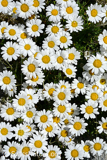 Foto: Gewöhnliche Alpenmargerite (Leucanthemopsis alpina). Zahlreiche Blüten.