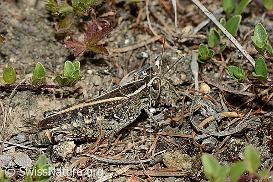 Italienische Schönschrecke (Calliptamus italicus)