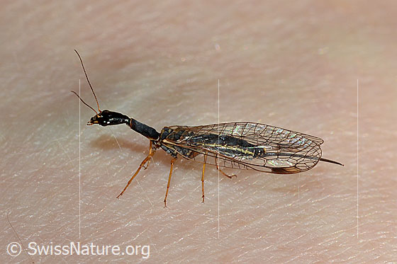 Foto: Wahrscheinlich Gelbfüssige Kamelhalsfliege (Dichrostigma flavipes), Weibchen.