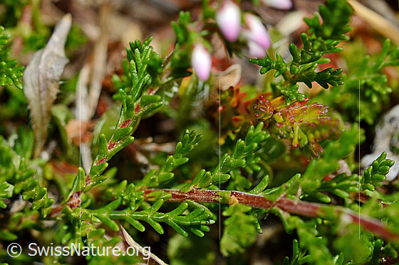 Foto: Besenheide (Calluna vulgaris). Blätter.