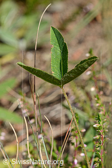 Foto: Berg-Klee (Trifolium montanum). Blätter.