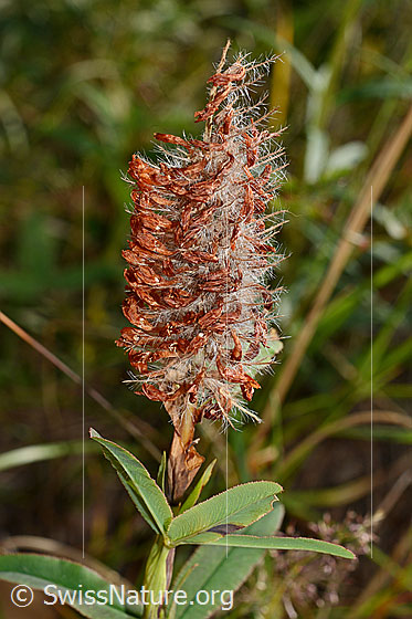 Foto: Purpur-Klee (Trifolium rubens). Verblühte Blüte.