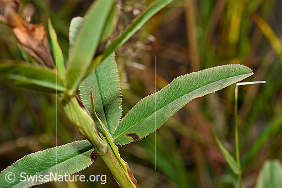 Foto: Purpur-Klee (Trifolium rubens). Stängel und Blätter.