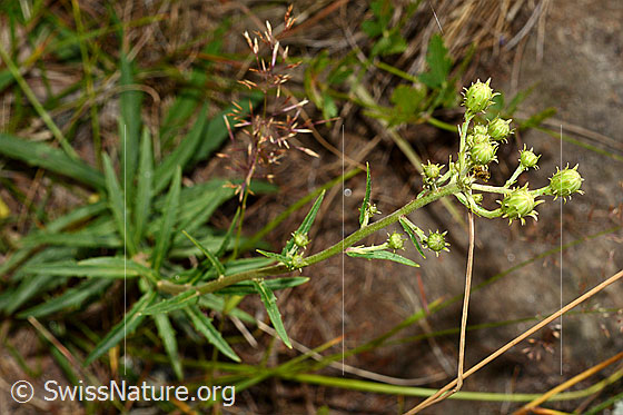 Foto: Doldiges Habichtskraut (Hieracium umbellatum). GAnze Pflanze Habitus). Die Blüten sind noch geschlossen.