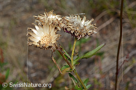 Foto: Skabiosen-Flockenblume (Centaurea scabiosa). Leere Blütenkörbe.
