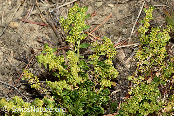 Foto: Wahrscheinlich Kahles Bruchkraut (Herniaria glabra). Ganze Pflanze (Hapitus).