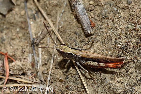 Foto: Wahrscheinlich Brauner Grashüpfer (Chorthippus brunneus). Länge 13 - 18mm. Männchen. Ansicht von oben.
