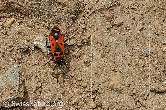 Weisspunkt-Bodenwanze (Melanocoryphus albomaculatus)