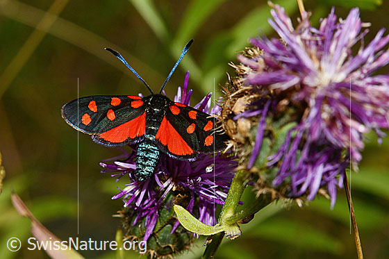Foto: Hufeisenklee-Widderchen (Zygaena transalpina) auf Skabiosen-Flockenblume (Centaurea scabiosa). Flügel geöffnet. Ansicht von oben.