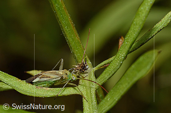 Foto: Gemeine Zierwanze (Adelphocoris lineolatus) auf Blatt der Skabiosen-Flockenblume (Centaurea scabiosa). Länge 7.5 - 9.4mm.